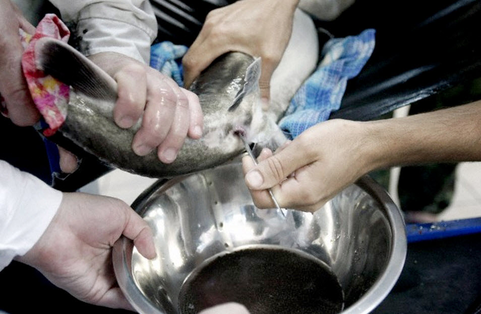 Getting fish roe from Sturgeon