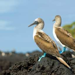 幾月適合去加拉巴哥群島？