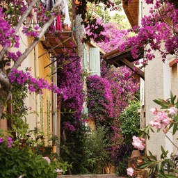 偶遇博爾默金合歡