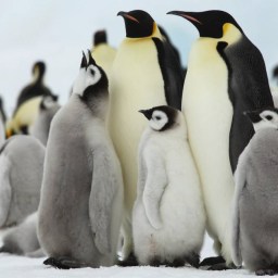 夢幻南極任務：尋找帝王企鵝