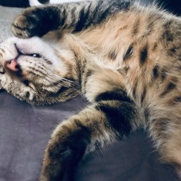 那些流浪貓教會我的事