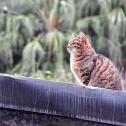 流浪貓與流浪漢
